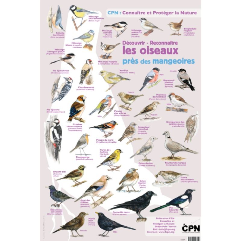 Affiche CPN « Les oiseaux près des mangeoires »