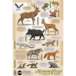 Affiche CPN « Mammifères forestiers »