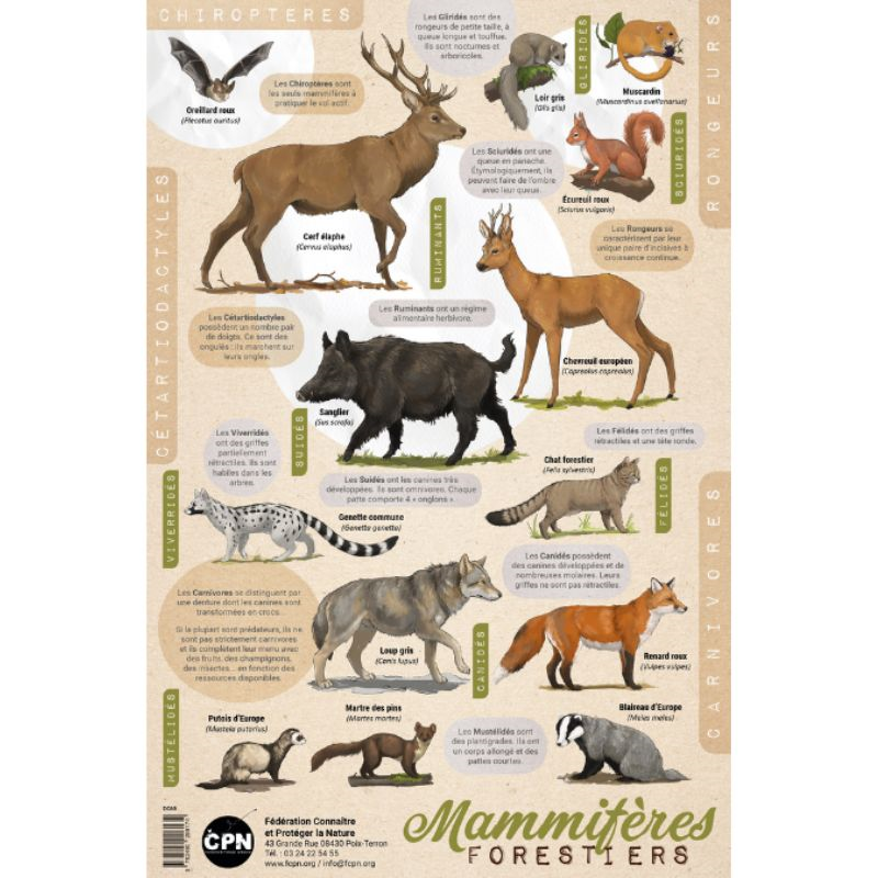 Affiche CPN « Mammifères forestiers »