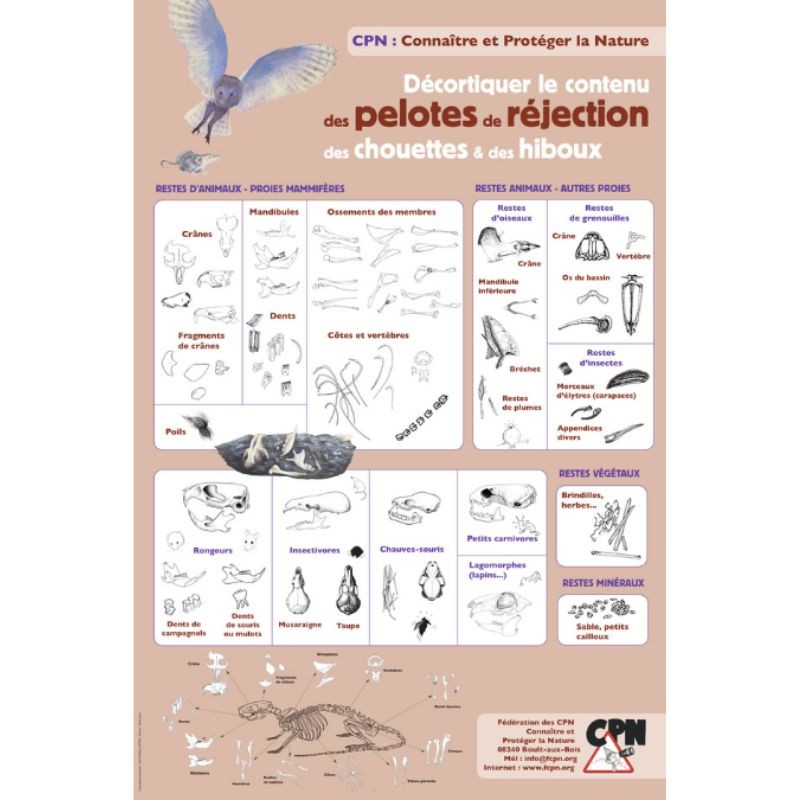 Affiche CPN « Décortiquer le contenu des pelotes de réjection des chouettes & des hiboux »