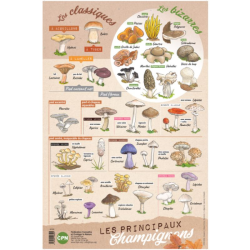 Affiche CPN « Les principaux Champignons »
