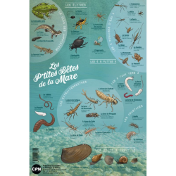 Affiche CPN « Les P’tites Bêtes de la Mare »