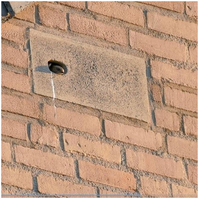 Nichoir intégré à Martinet IB GZ 05 - Béton de bois