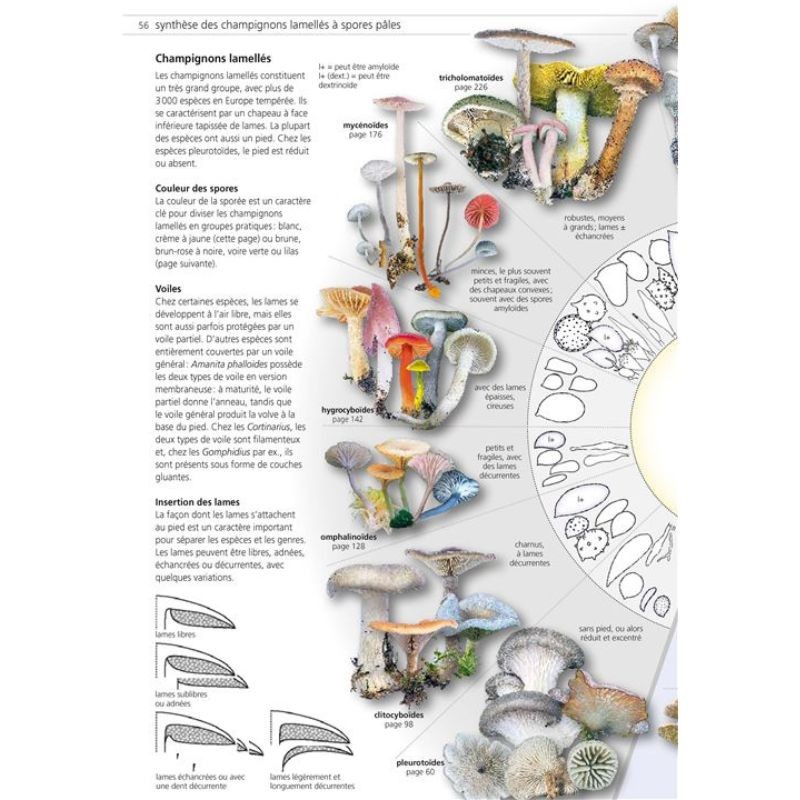 Les champignons d'Europe tempérée - 2 volumes - 2ème Edition Les champignons d'Europe tempérée - 2 volumes - 2ème Edition