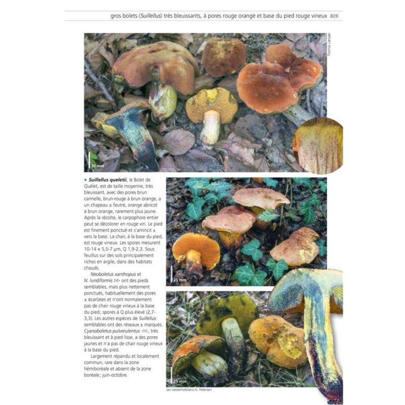 Les champignons d'Europe tempérée - 2 volumes - 2ème Edition Les champignons d'Europe tempérée - 2 volumes - 2ème Edition