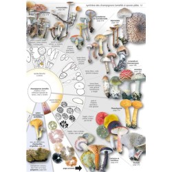 Les champignons d'Europe tempérée - 2 volumes - 2ème Edition Les champignons d'Europe tempérée - 2 volumes - 2ème Edition