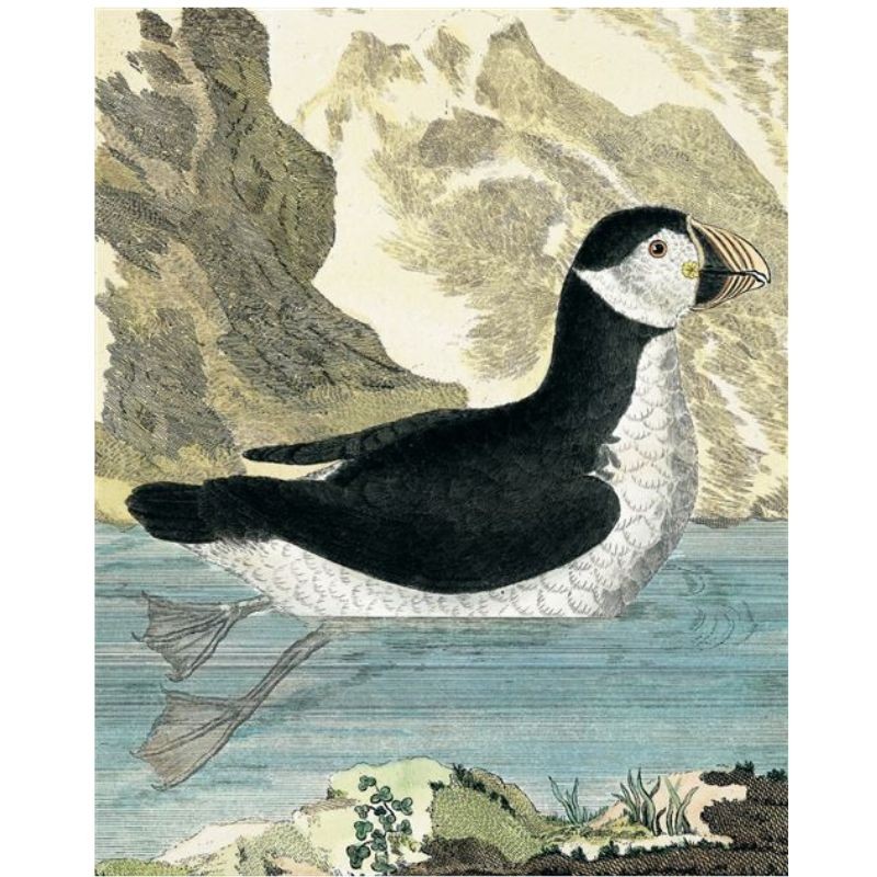 Histoire naturelle des oiseaux de buffon et martinet Histoire naturelle des oiseaux de buffon et martinet