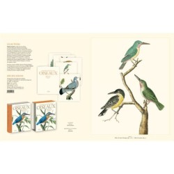 Histoire naturelle des oiseaux de buffon et martinet Histoire naturelle des oiseaux de buffon et martinet