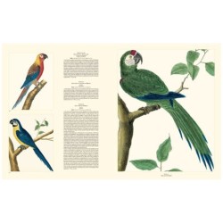 Histoire naturelle des oiseaux de buffon et martinet Histoire naturelle des oiseaux de buffon et martinet