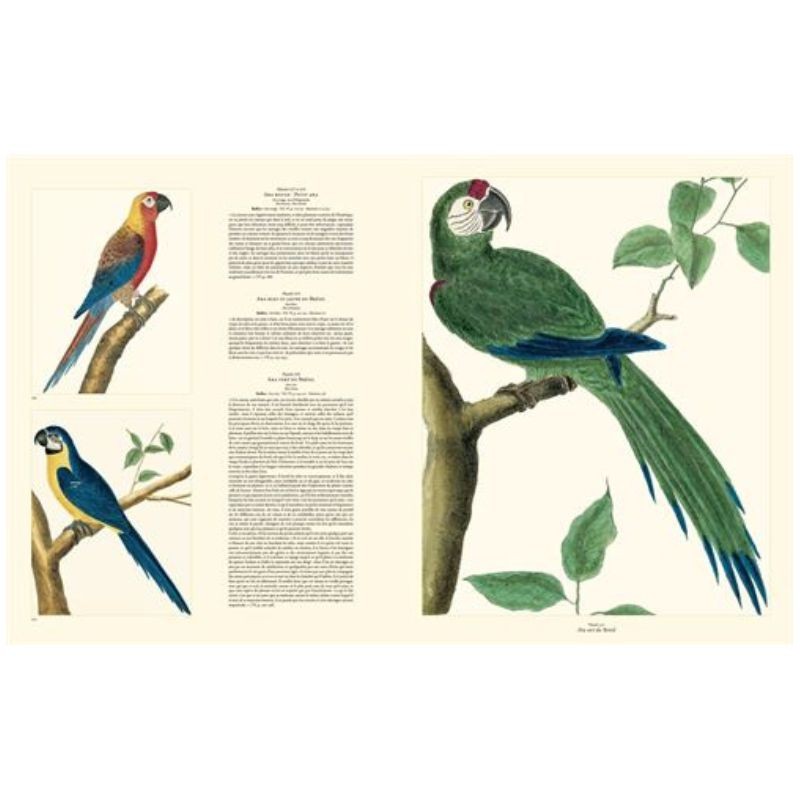 Histoire naturelle des oiseaux de buffon et martinet Histoire naturelle des oiseaux de buffon et martinet