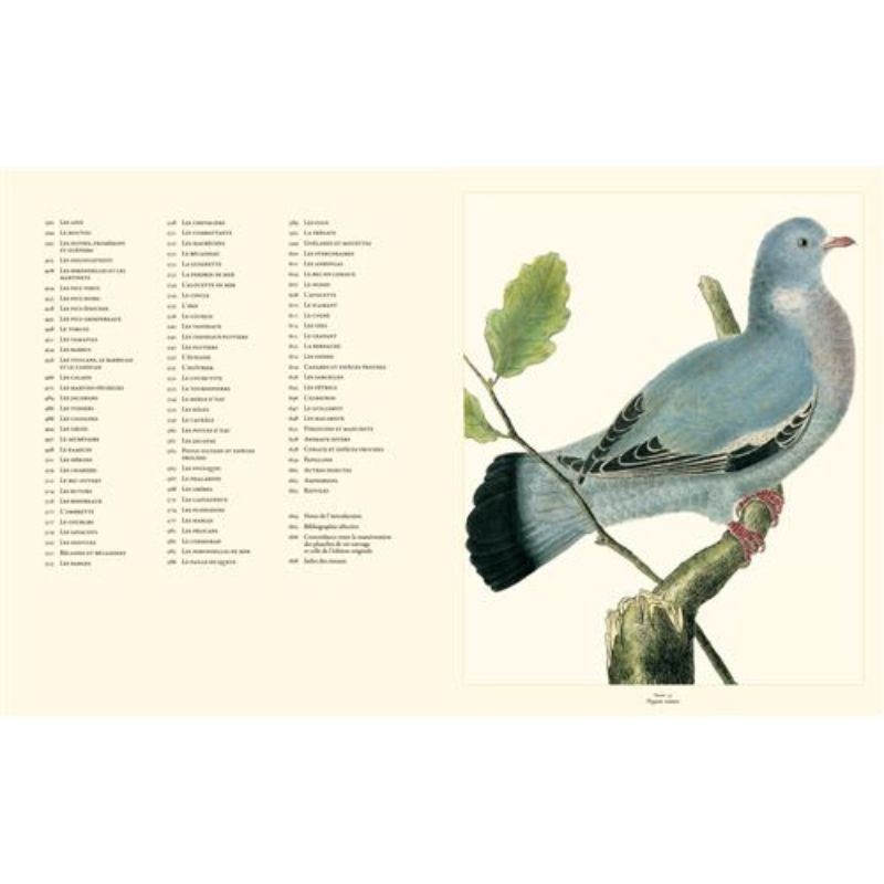 Histoire naturelle des oiseaux de buffon et martinet Histoire naturelle des oiseaux de buffon et martinet