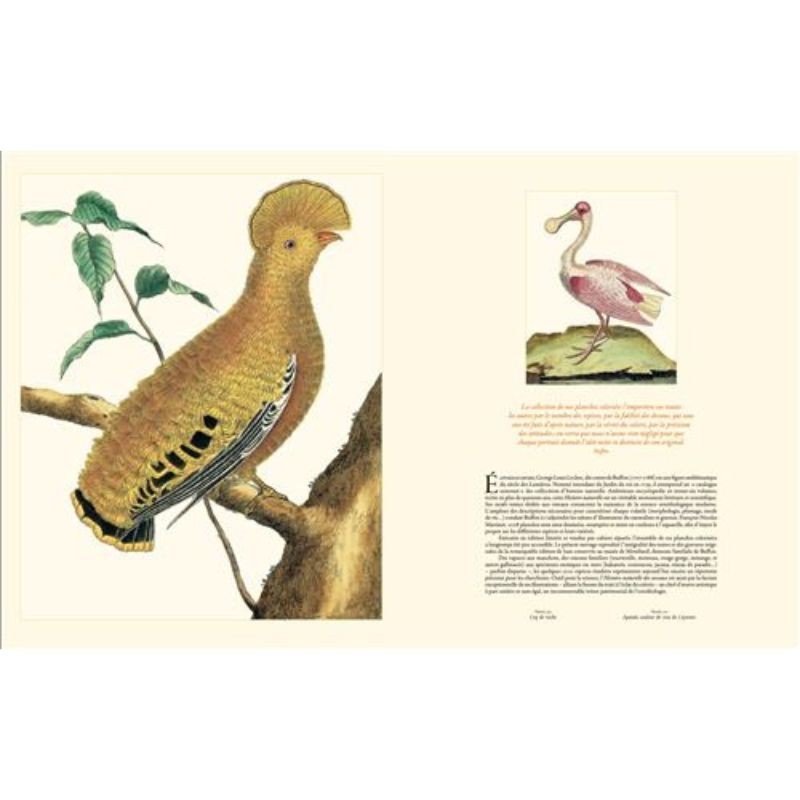 Histoire naturelle des oiseaux de buffon et martinet Histoire naturelle des oiseaux de buffon et martinet