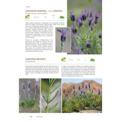 Guide Expert des Plantes de Méditerranée - Des Albères à la Riviera