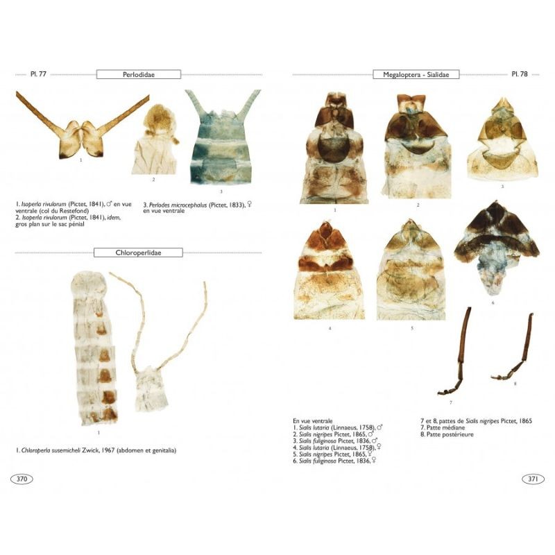 Névropteroïdes d'Europe - Névroptères, Trichoptères, Plécoptères...