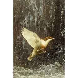 5 cartes de correspondance - Série 13 (Buzin)