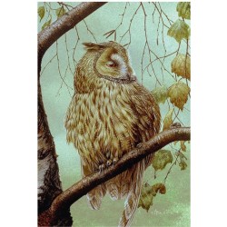 5 cartes de correspondance - Série 13 (Buzin)