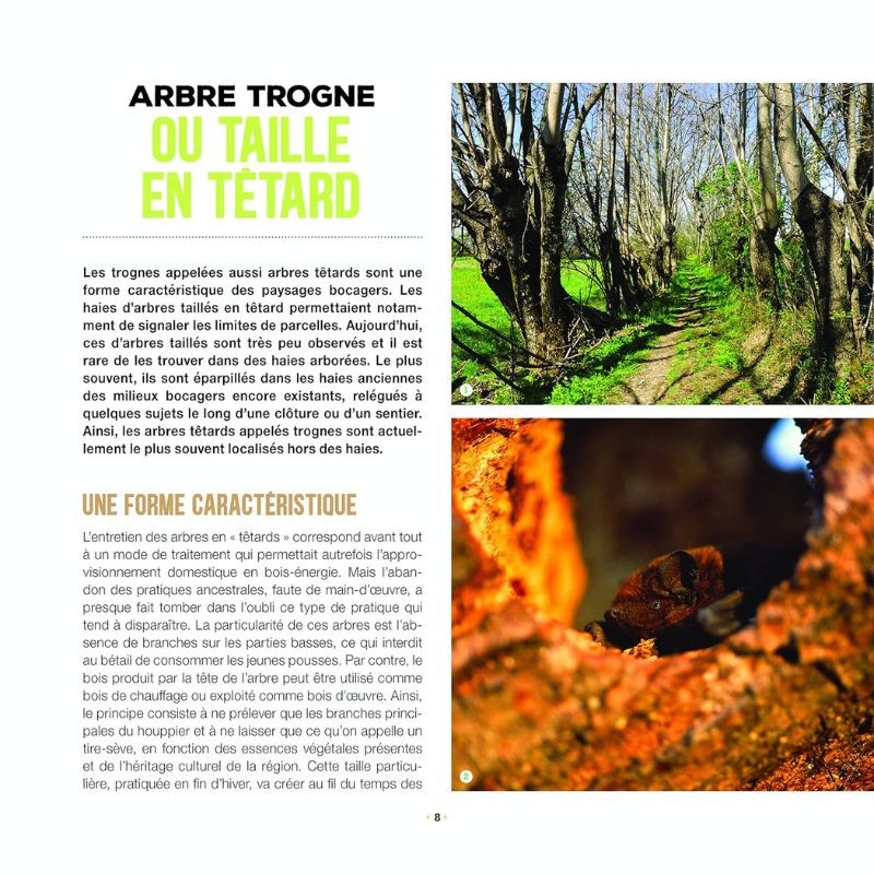 Branchages et bois morts au jardin - Des trésors pour la biodiversité