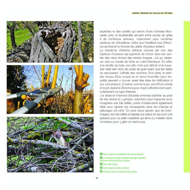 Branchages et bois morts au jardin - Des trésors pour la biodiversité