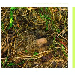 Branchages et bois morts au jardin - Des trésors pour la biodiversité