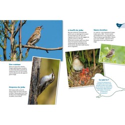 Les Oiseaux du jardin - P'tit curieux