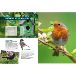 Les Oiseaux du jardin - P'tit curieux