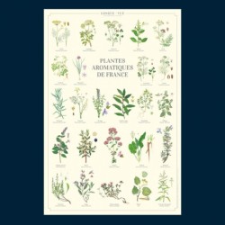 Affiche illustrée - Plantes aromatiques de France