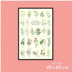 Affiche illustrée - Plantes aromatiques de France