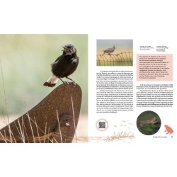 Symphonies sauvages - Carnet de voyages d'un audio-naturaliste