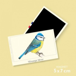 Magnet illustré - Mésange bleue - 5x7cm
