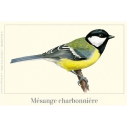 Magnet illustré - Mésange charbonnière - 5x7cm