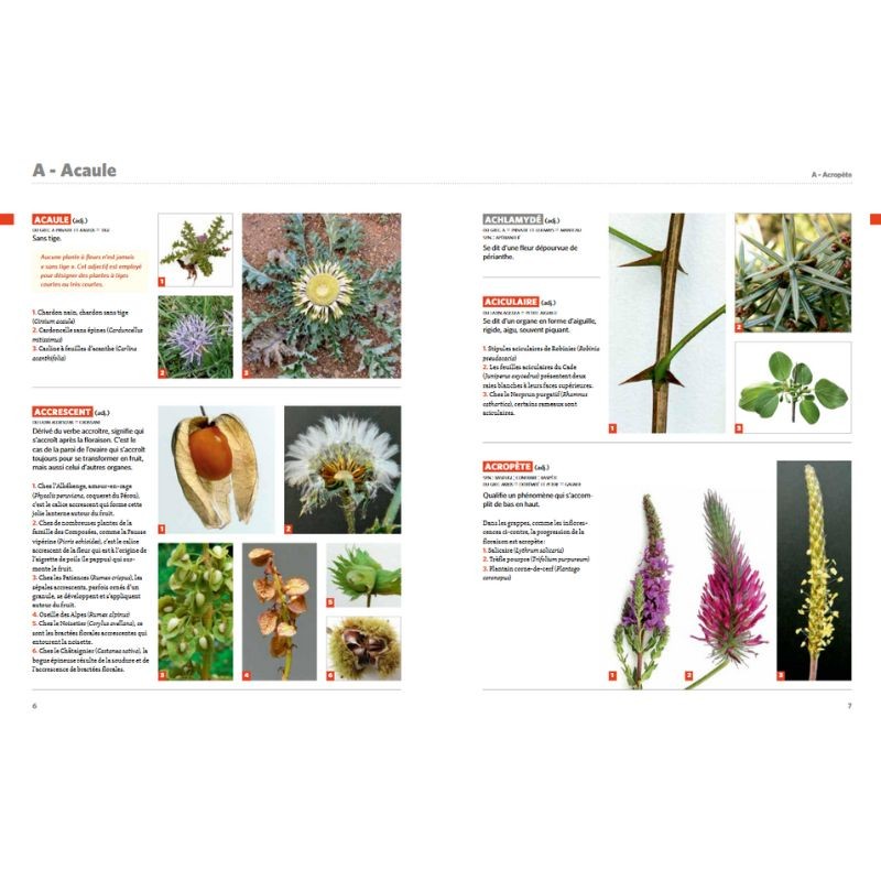 Dictionnaire visuel de botanique