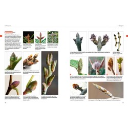 Dictionnaire visuel de botanique