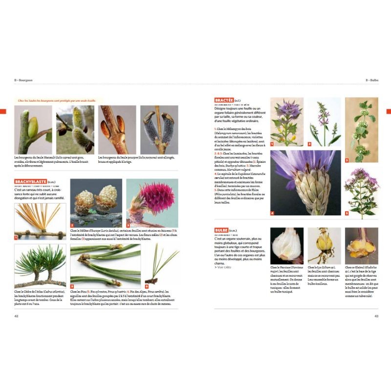 Dictionnaire visuel de botanique