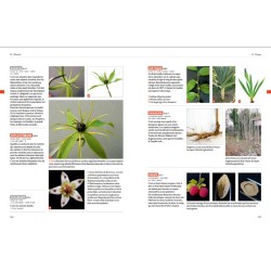 Dictionnaire visuel de botanique
