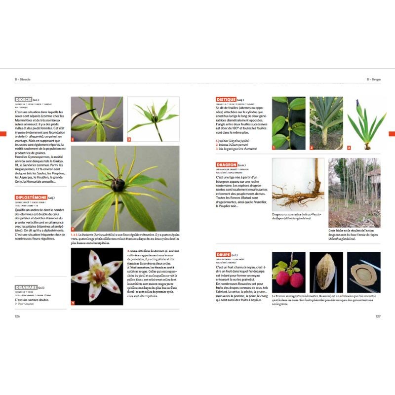 Dictionnaire visuel de botanique