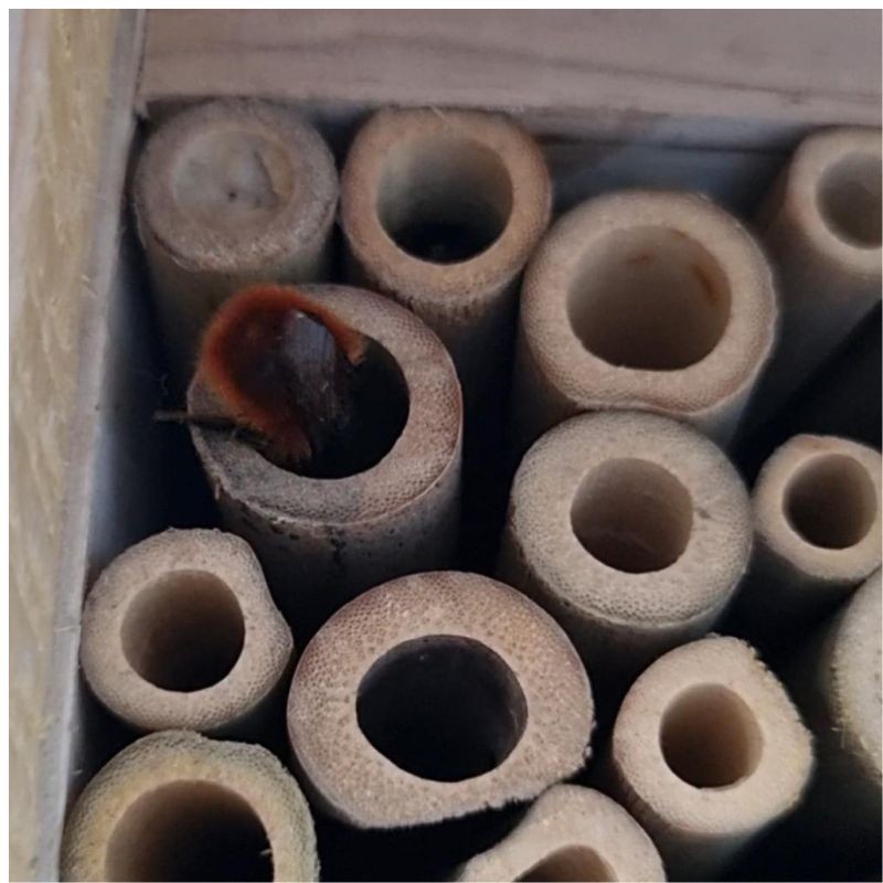 Hôtel à abeilles solitaires "Maya" - Pin Douglas/Epicéa - Nouvelle version Hôtel à abeilles solitaires "Maya" - Pin Douglas/Epicéa - Nouvelle version