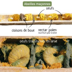 Hôtel à abeilles solitaires "Maya" - Pin Douglas/Epicéa - Nouvelle version Hôtel à abeilles solitaires "Maya" - Pin Douglas/Epicéa - Nouvelle version