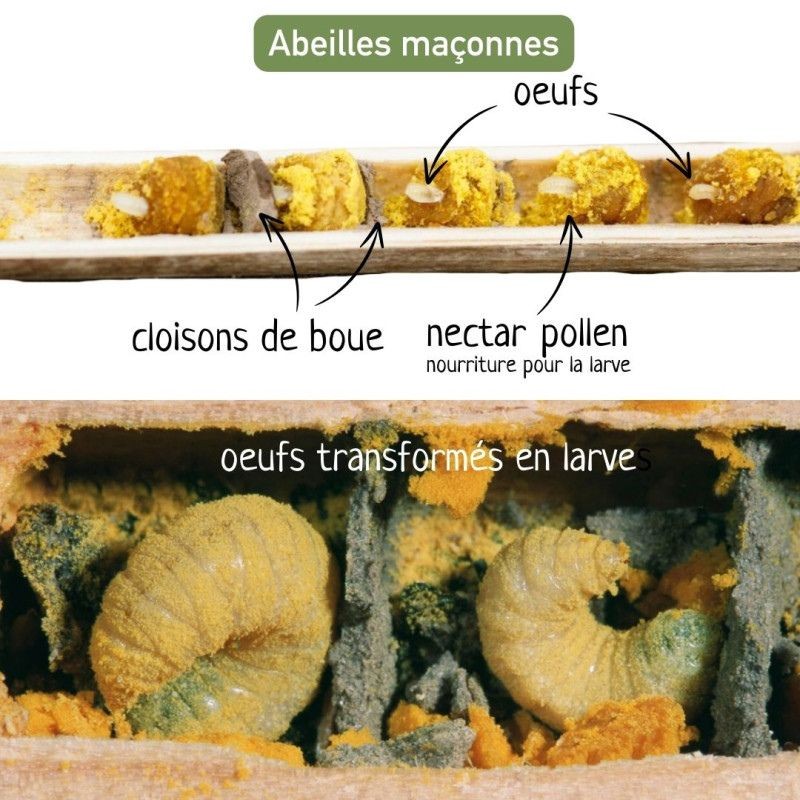 Hôtel à abeilles solitaires "Maya" - Pin Douglas/Epicéa - Nouvelle version Hôtel à abeilles solitaires "Maya" - Pin Douglas/Epicéa - Nouvelle version