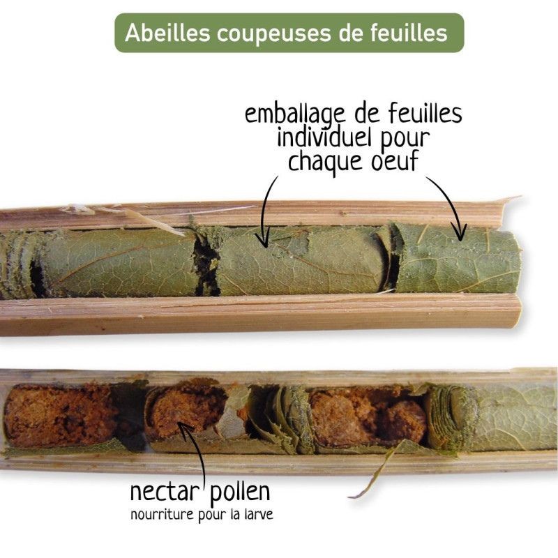 Hôtel à abeilles solitaires "Maya" - Pin Douglas/Epicéa - Nouvelle version Hôtel à abeilles solitaires "Maya" - Pin Douglas/Epicéa - Nouvelle version