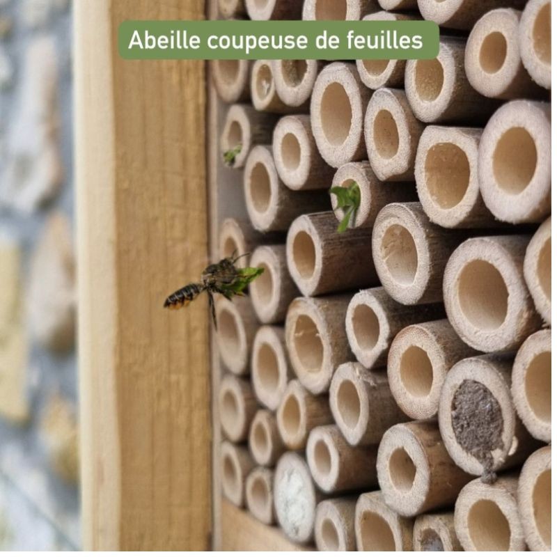 Hôtel à abeilles solitaires "Maya" - Pin Douglas/Epicéa - Nouvelle version Hôtel à abeilles solitaires "Maya" - Pin Douglas/Epicéa - Nouvelle version