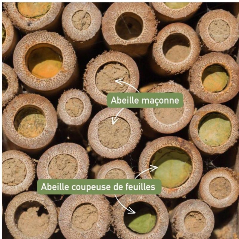 Hôtel à abeilles solitaires "Maya" - Pin Douglas/Epicéa - Nouvelle version Hôtel à abeilles solitaires "Maya" - Pin Douglas/Epicéa - Nouvelle version