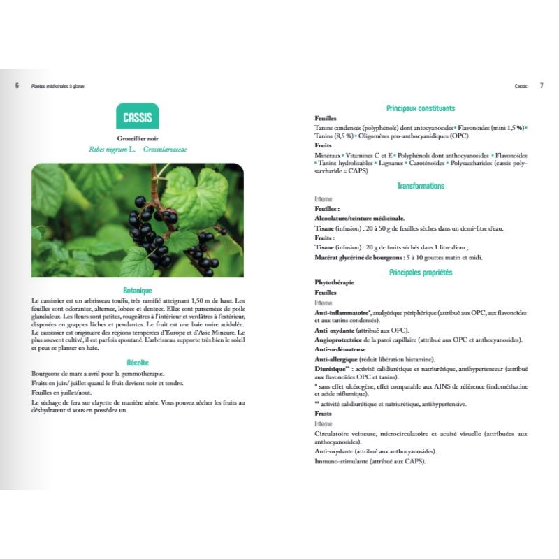 Plantes médicinales à glaner – 58 espèces pour prendre soin de sa santé Plantes médicinales à glaner – 58 espèces pour prendre soin de sa santé