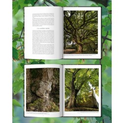 Arbres - Secrets de géants Arbres - Secrets de géants