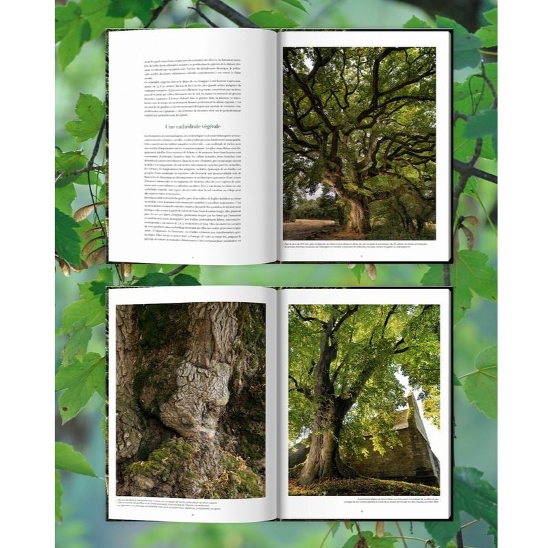 Arbres - Secrets de géants Arbres - Secrets de géants