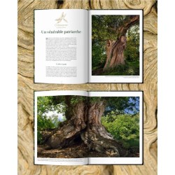 Arbres - Secrets de géants Arbres - Secrets de géants