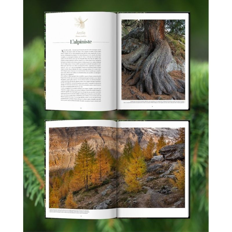 Arbres - Secrets de géants Arbres - Secrets de géants