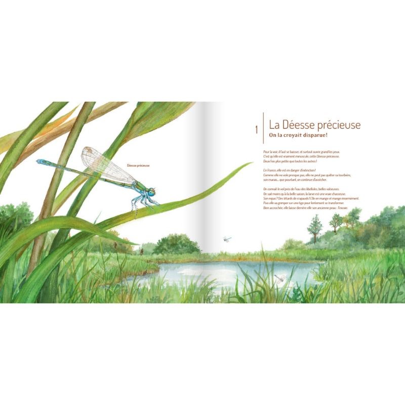 Les Insectes ! Les Insectes !