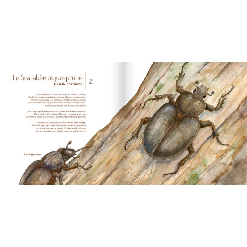 Les Insectes ! Les Insectes !