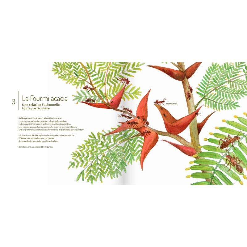 Les Insectes ! Les Insectes !