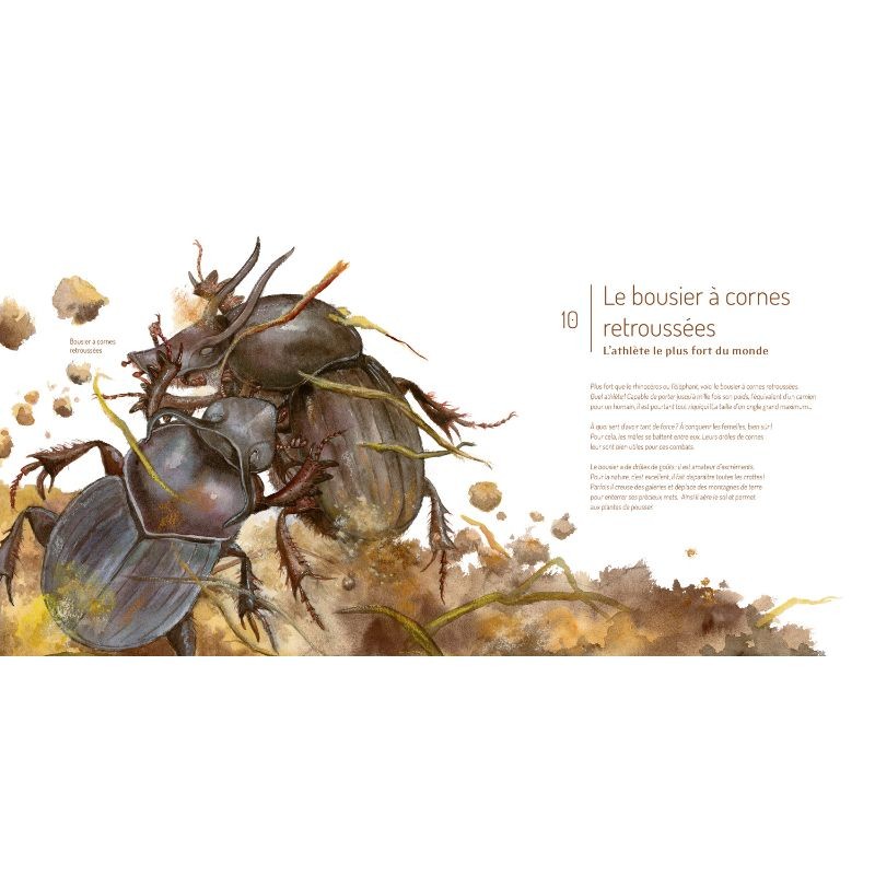 Les Insectes ! Les Insectes !